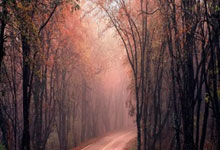 [德甲]第17轮：法兰克福VS弗赖堡.